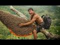 Dangerous Wild Honey Harvest — Alone Against a Giant Beehive