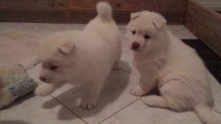 Gorgeous Husky Puppies by Pure Siberian Husky 4,865 views 7 years ago 32 seconds