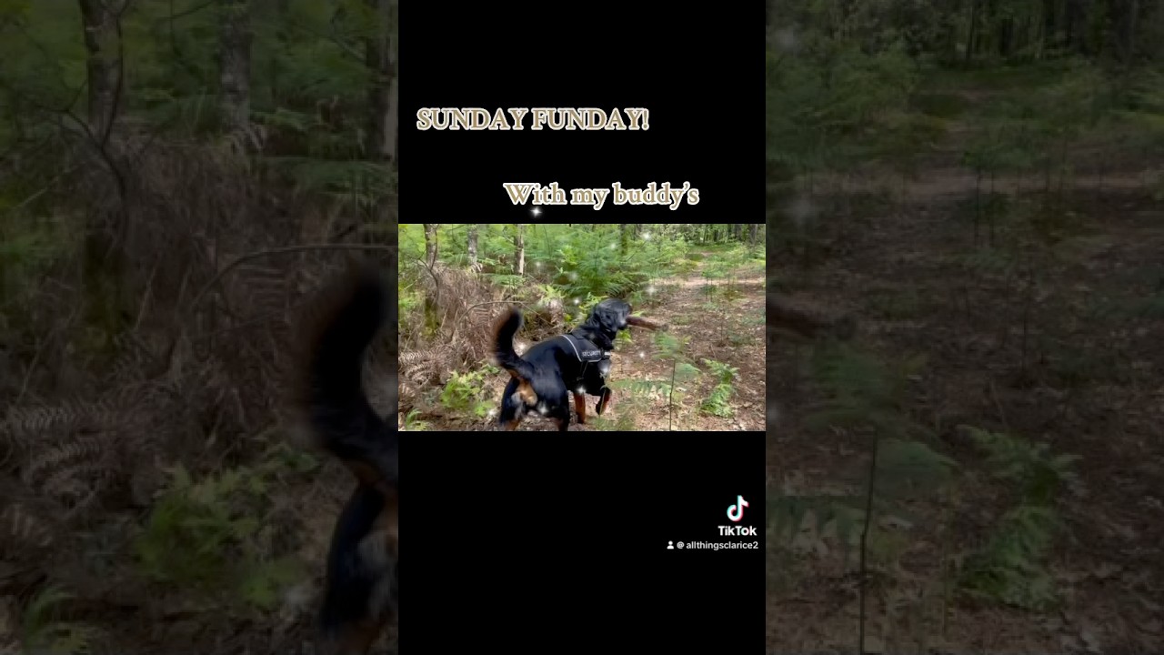 ROTTIE’S TOY OF CHOICE! 