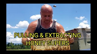 Pulling & Extracting Honey Supers