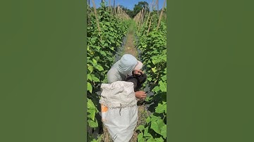 Simple Smart Techniques: Easy Ways for Farmers to Harvest Cucumbers in Their Gardens #shorts