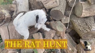 Hunting rats with a Parson Russell Terrier
