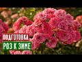 Розы в августе и сентябре 🌸 Что обязательно нужно сделать? / Садовый гид