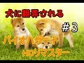 【バイオハザードHDリマスター実況】＃3　ゾンビ犬強過ぎね？