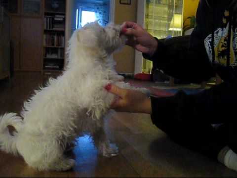 Video: Hur Man Lär En Hunds Kommandon - 