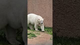 Eisbärdame Elva & Finja & Nana 🐻#tiergartennuernberg #eisbär #eisbärenalltag