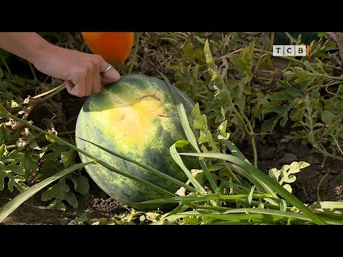 Как выбрать самый вкусный арбуз. Советы с бахчи