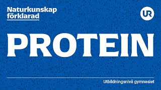 Protein förklarad | BIOLOGI | Gymnasienivå