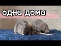 Крысы сутки без присмотра 🐀 | Shein