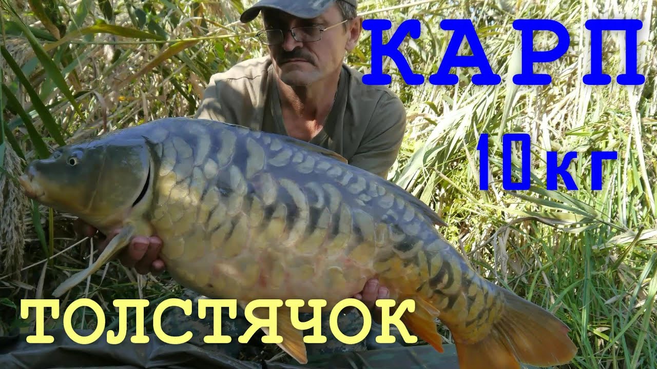 Приколы рыбалка на карпа видео Приколы рыбалка на карпа видео