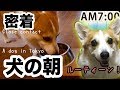 【密着】犬の早朝スケジュール!飼い主が仕事に行くまで☆byコーギーのハク Corgi living in Japan