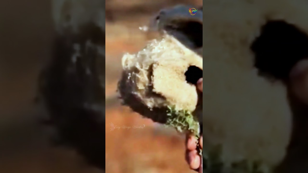 The Genius Bird That Tricks Predators With Its Nest 