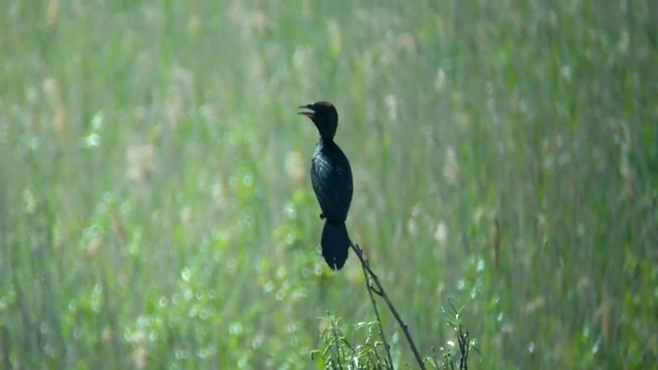 Pygmy Cormorant