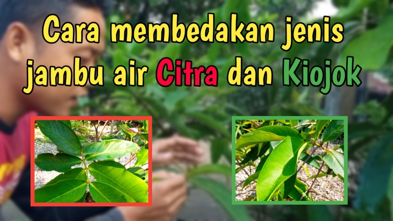 Cara membedakan jenis jambu air citra dan kiojok