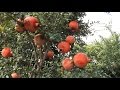 Georgia Growers Look To Pomegranates As New Cash Crop