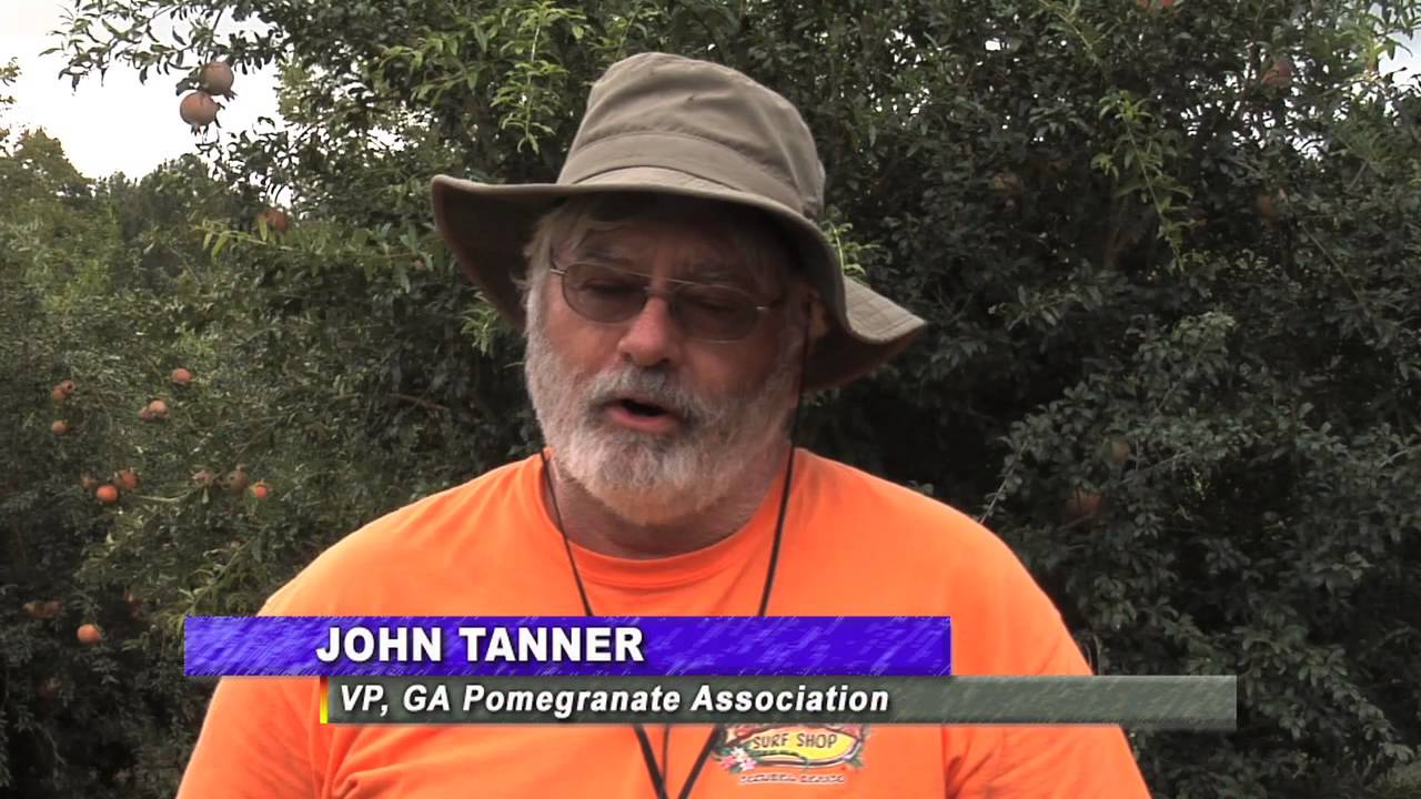 Georgia Growers Look To Pomegranates As New Cash Crop