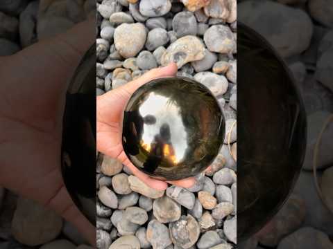 Polished GOLDEN Ammonite