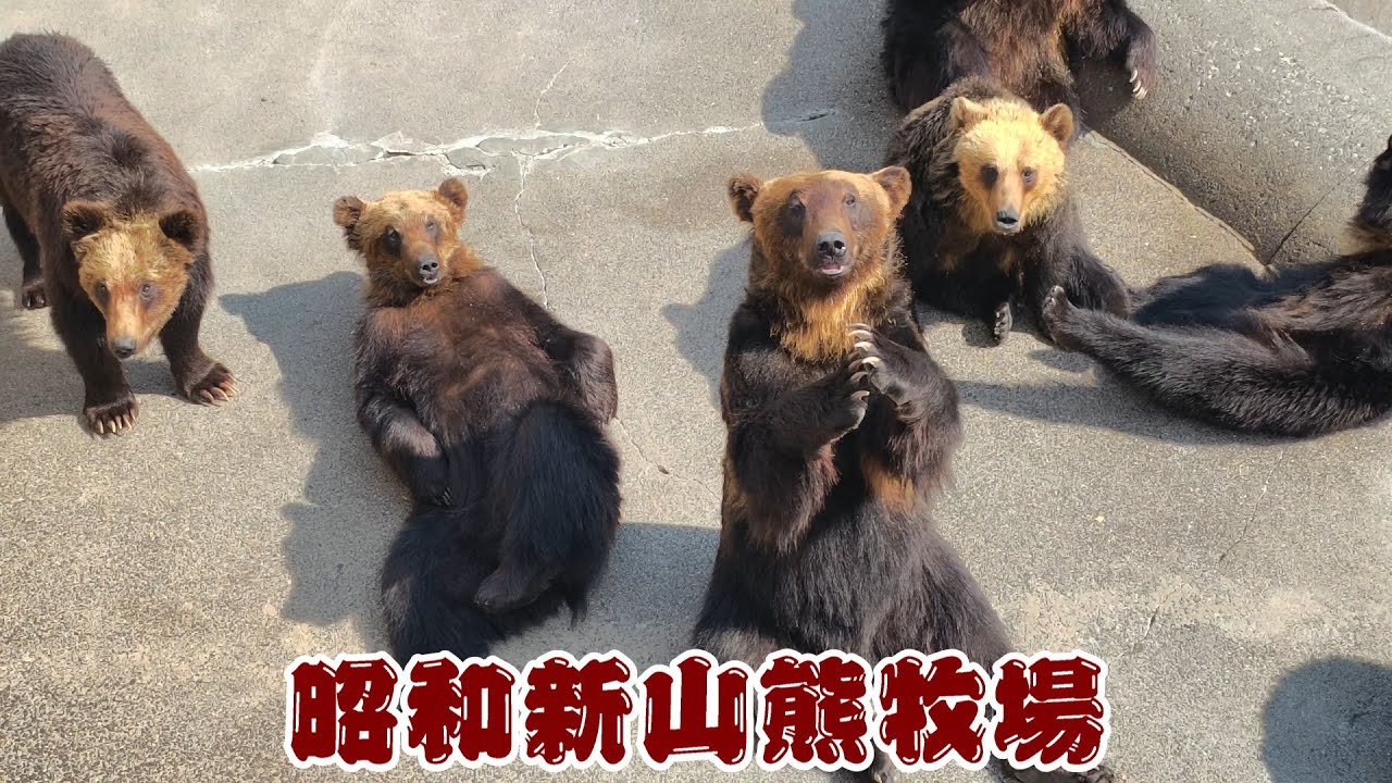 クマたちのほのぼのタイム！昭和新山熊牧場 🐻/ Relaxing Moments with Bears at Showa Shinzan Ranch