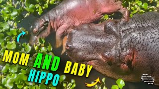 A Mom and a Baby Hippo Laying Peacefully