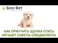 Как приучить щенка спать ночью 🐶// Советы Ветеринара // Сеть Ветклиник Био-Вет