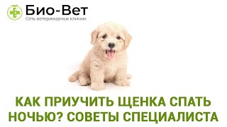 Как приучить щенка спать ночью 🐶// Советы Ветеринара // Сеть Ветклиник Био-Вет