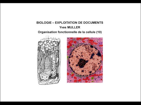 Vidéo: Quelles cellules n'ont ni noyau ni chromosome ?