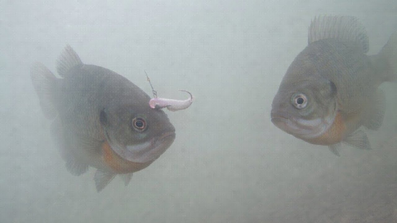 Подледная рыбалка на новых озерах Айовы!! (Подводная камера!!)