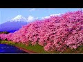 自律神経にやさしい音楽 【医学博士監修 癒し BGM】 心と身体を整える癒しの音楽を聴きながらリラックス【睡眠・偏頭痛・耳鳴り・不安・不眠・イライラ・ストレス・快眠】自律神経を整える ストレス解消音楽