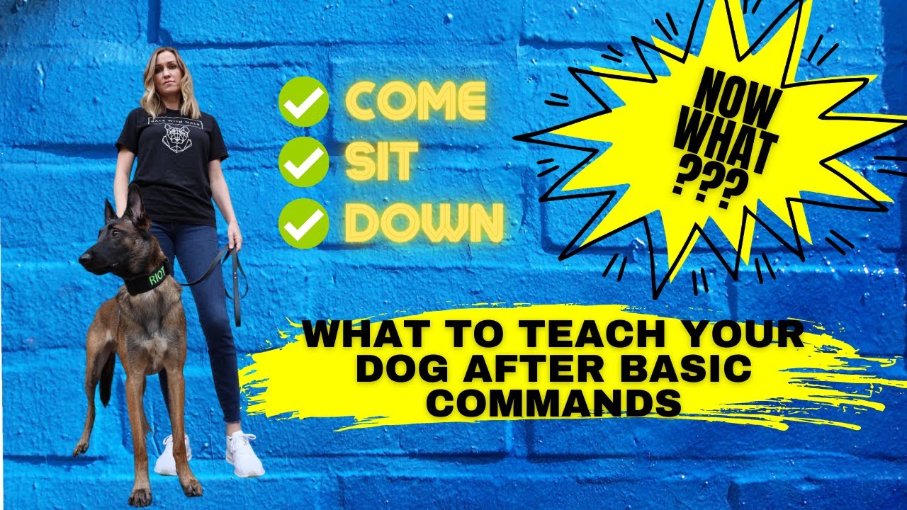 What to teach your dog after basic commands YouTube