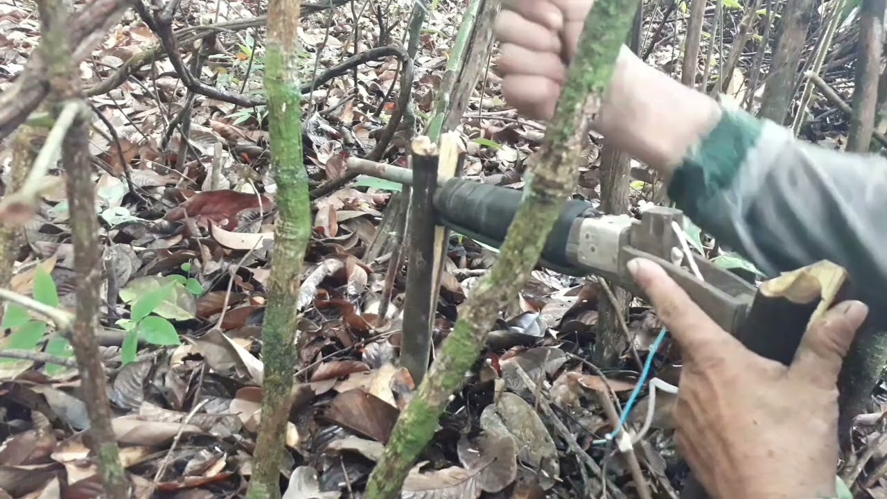 Fazendo armadilha para tatu