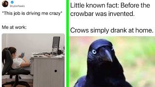 British Memes 30 🇬🇧 "This job is driving me crazy"