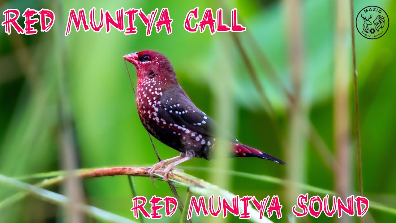 Red munia call & Red Avatar Calls - The Craziest Bird Stories ..