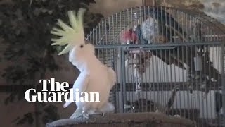 Scientists discover Snowball the cockatoo has 14 distinct dance moves
