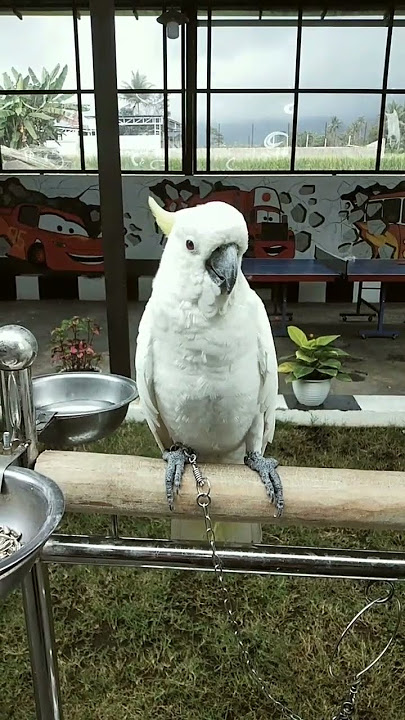 Kakatua Assalamualaikum