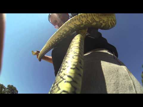 CARPET PYTHON TURNS ON MY CAMERA WITHOUT ASKING