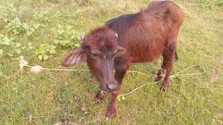 Happy Hooves 🐃 Baby Buffalo Adorable Grazing Session 🐂