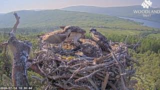 Louis the Loch Arkaig Osprey brings a huge third fish but could use a good meal himself 14 Jul 2026