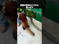 感動の再会かと思わせてくるレッサーパンダ #レッサーパンダ #動物