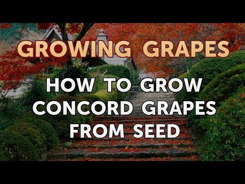 Growing Concord Grapes from Seeds: A Beginner’s Guide - Fruit Faves