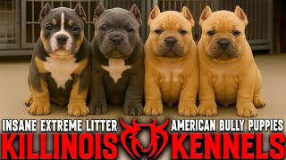 Extreme American Bully Puppies For Sale From The World Famous Killinois Kennels