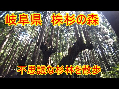 ぶらり　岐阜県『株杉の森』不思議な形の杉の森を歩く！