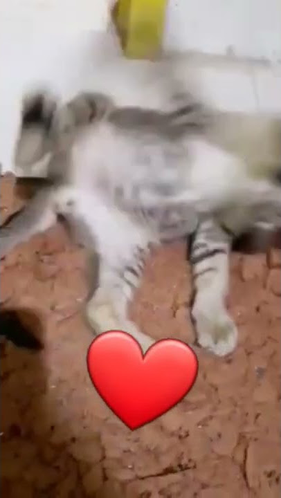 albi ya albi #shorts #catslover