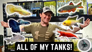 ALL OF MY AQUARIUMS! MASSIVE FISH ROOM TOUR (30+ TANKS) AND BREEDING UPDATE!