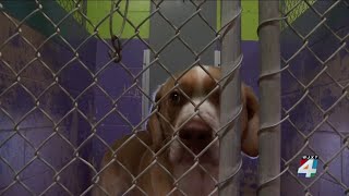 3 dogs still await forever homes after Clay County rescue in January