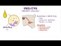 Urinary stones in dogs