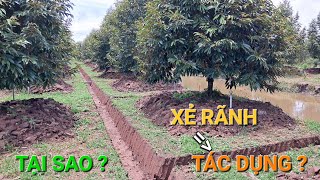 XẺ RÃNH: TẠI SAO PHẢI XẺ RÃNH ? TÁC DỤNG CỦA XẺ RÃNH ? XẺ RÃNH CÀNG SỚM CÀNG TỐT @SAURIENGMIENTAY