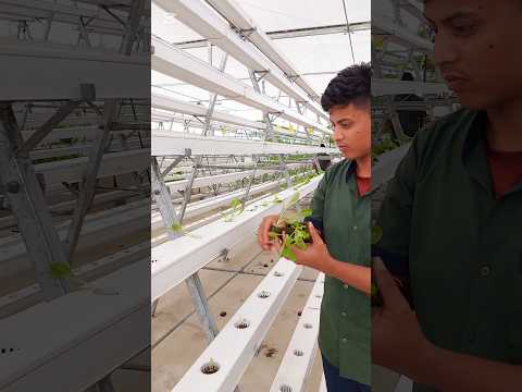 Lettuce Transplant in