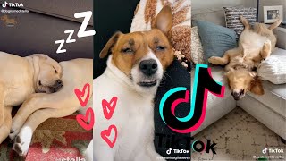 Sleepy Snoring Doggos Compilation [Dogs of TikTok] TikTok 2021🐶