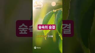 ☀️ 숲속의 숨결 | 잘때 듣기 좋은 이야기 #수면ASMR #자연명상 #마음치유 #편안한하루 #숲속힐링