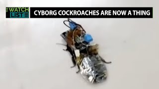 Researches In Japan Have Created Cyborg Cockroaches